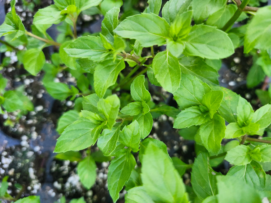English Red Mint