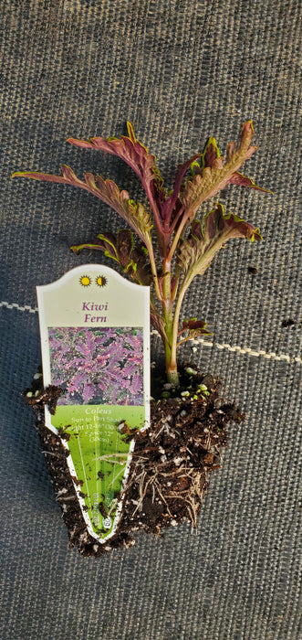 Kiwi Fern Coleus