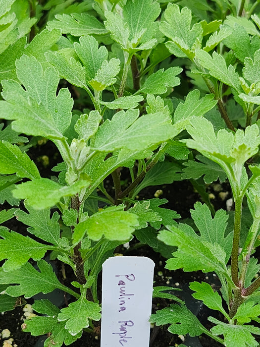 Paulina Purple Chrysanthemum