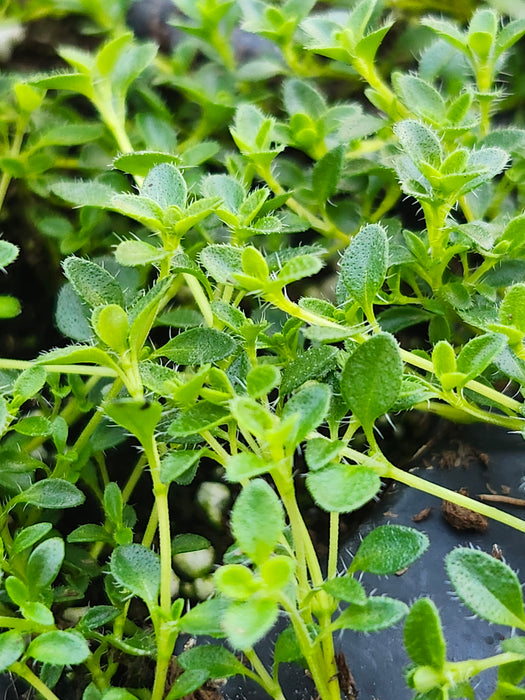 Snowdrift Thyme