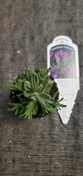 Lavender Anouk Doublescape