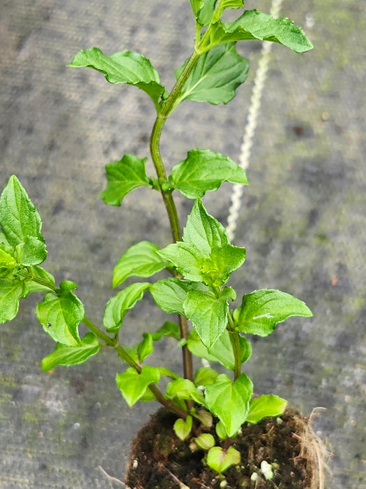 Sweet Lime Mint