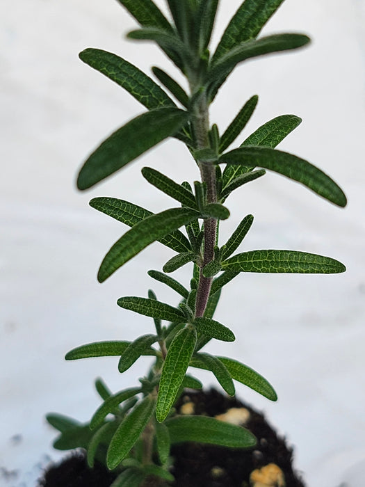 Rosemary Blue Cascade