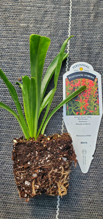 Summit Sweets Ruby Penstemon