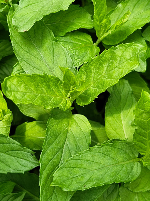Persian Mint