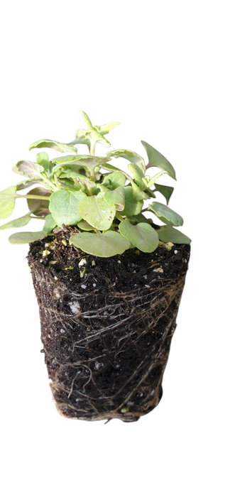 Agastache Arizona Sunset