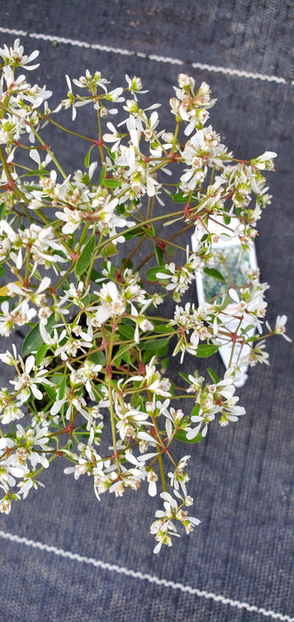 Star Dust Super Flash Euphorbia