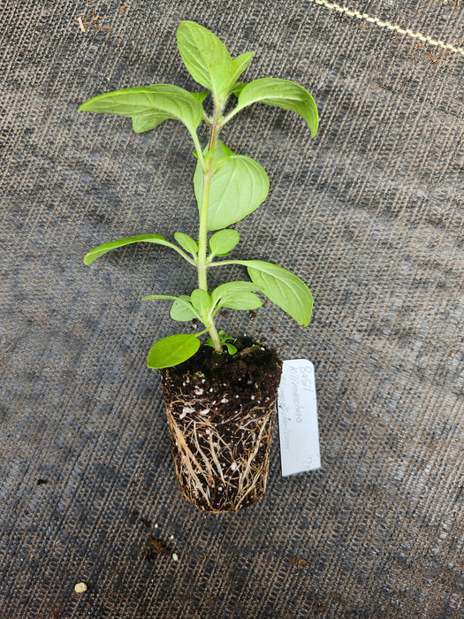 Basil Kilimancharo Kilimandscharicum