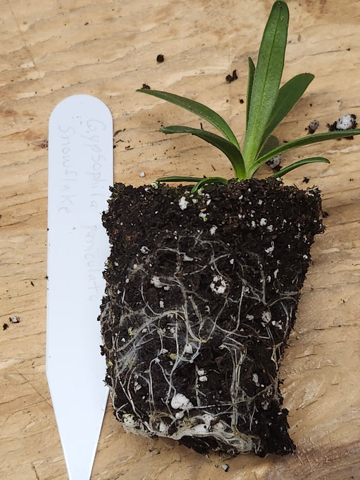 Gypsophila Paniculata Snowflake