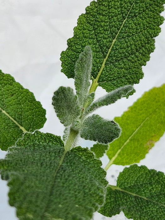 Salvia Dominica