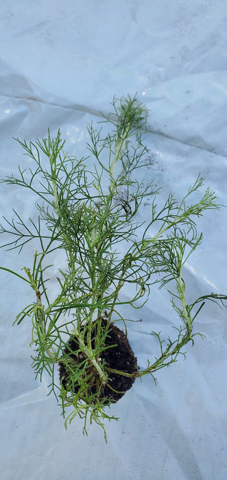 Artemisia Canyon Gray