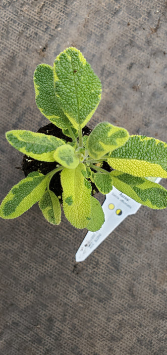 Salvia Aurea Golden Sage