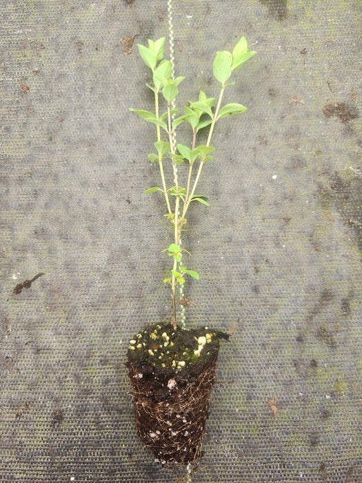 Oregano Bristol Cross
