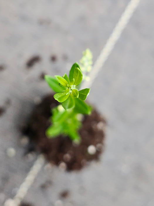 Aloysia Gratissima Beebrush