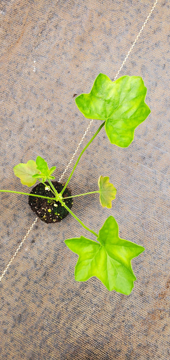 Pelargonium Tongaense