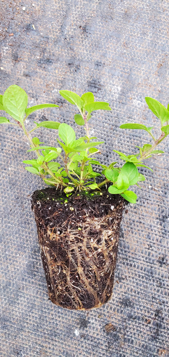 Turkestan Oregano
