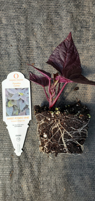FloraMia Cameo Sweet Potato Vine