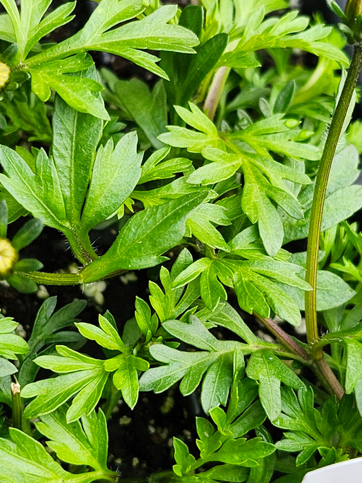 Bidy Gonzales Bidens