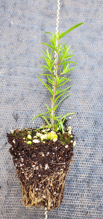 Thymbra Spicata