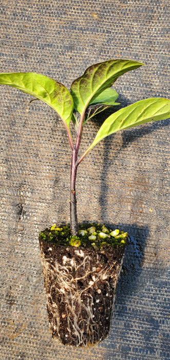 Datura Ballerina Purple