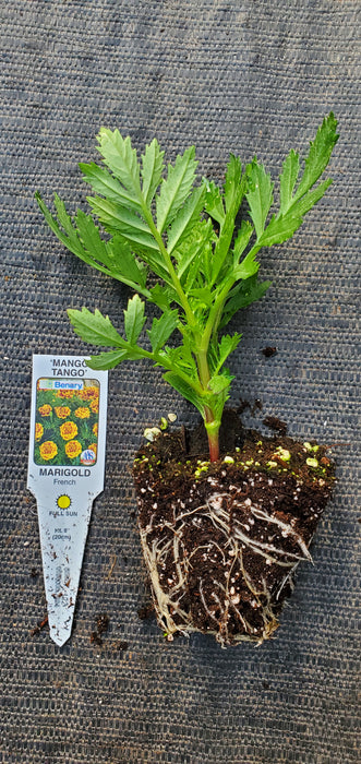 Mango Tango Marigold