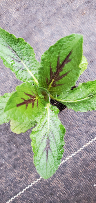 Lyre Leaf Sage Salvia Lyrata
