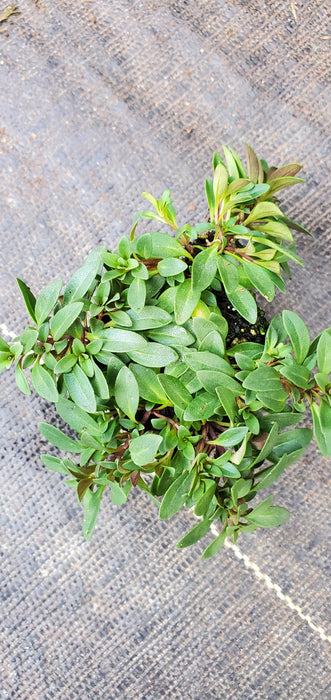 Clinopodium Arkansanum