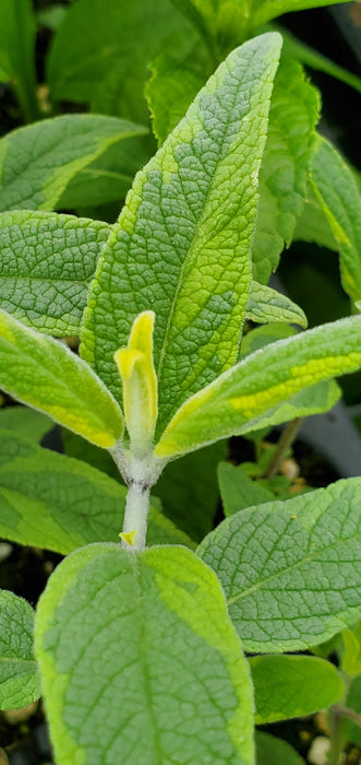 Salvia Leucantha Variegata