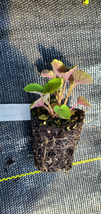 Agastache foeniculum