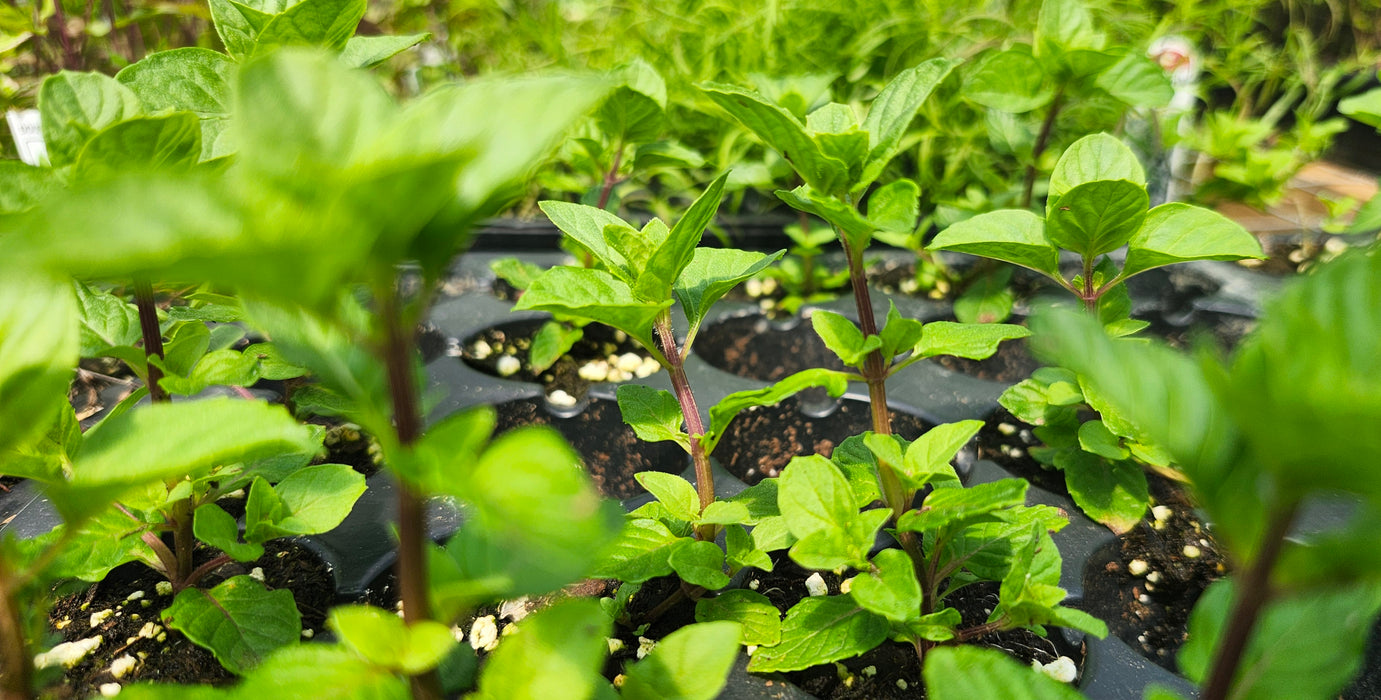 Berries Mint