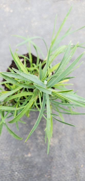 Dianthus Nardiformis