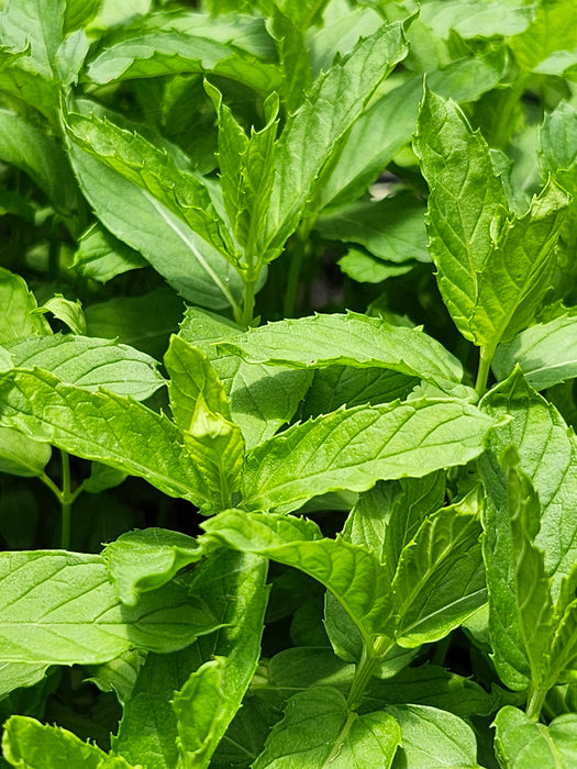 Persian Mint