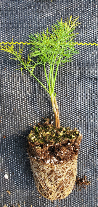 Dill Hedger