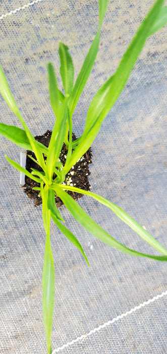 Prairie Blazing Star Liatris Pycnostachya