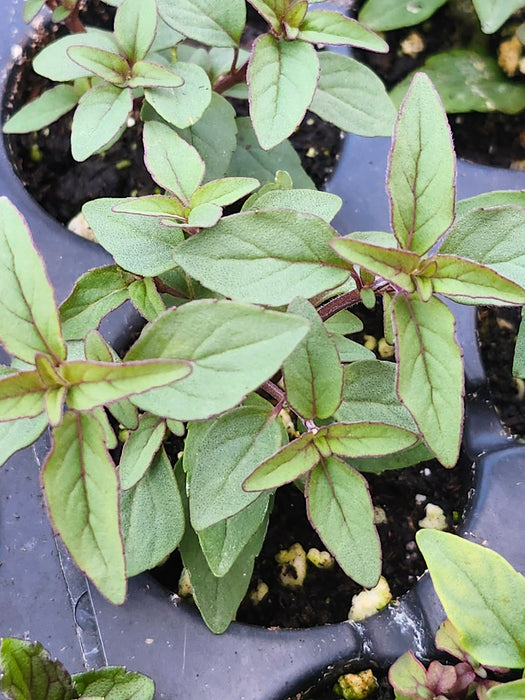 Pycnanthemum Floridianum Florida Mountain Mint