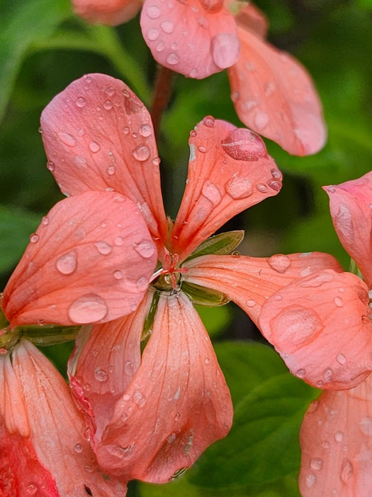 Pelargonium Platinum