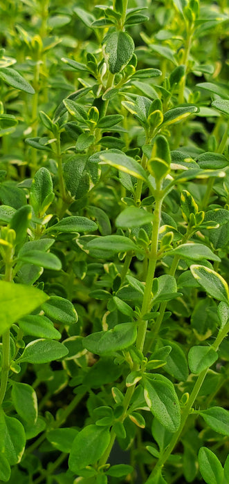 Thyme Mystic Lemon