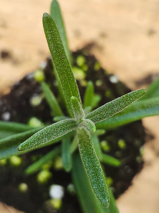 Ingauno Rosemary