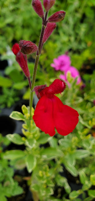 Variegated Autumn Sage Salvia Greggii