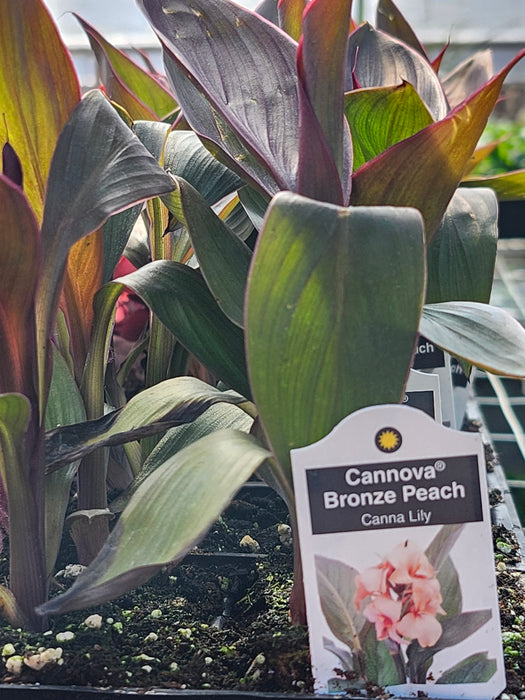 Cannova Bronze Peach Canna Lily
