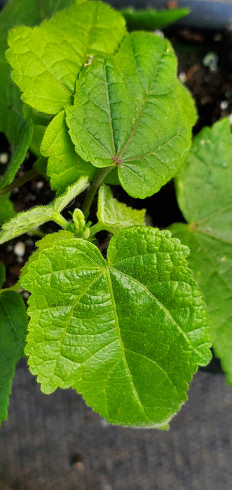 Abutilon Lucky Lantern Yellow