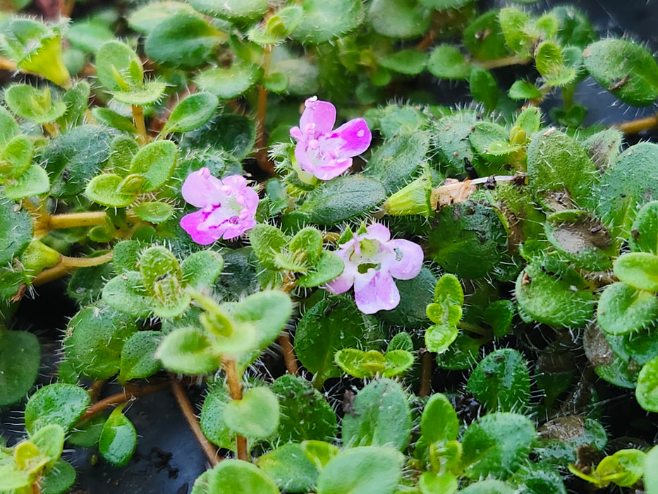 Hall's Woolly Thyme