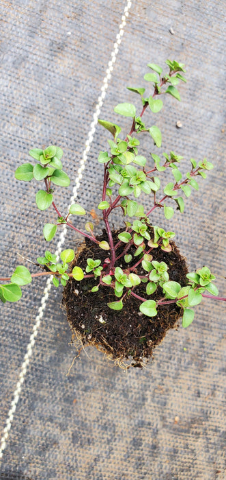 Tufted Thyme Comosus