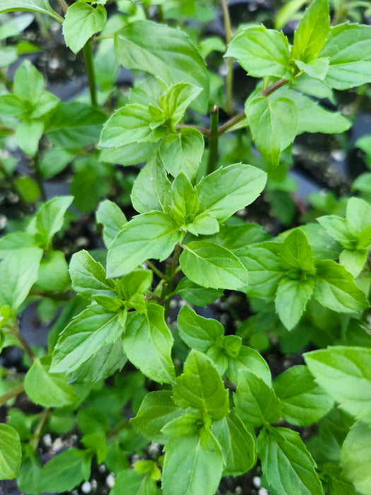 English Red Mint