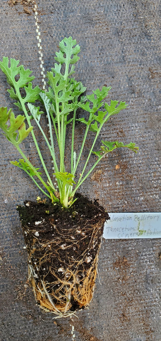 Dalmatian Pellitory Tanacetum Cinerariifolium