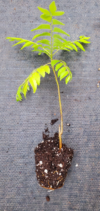 Curry Leaf Plant Murraya Koenigii