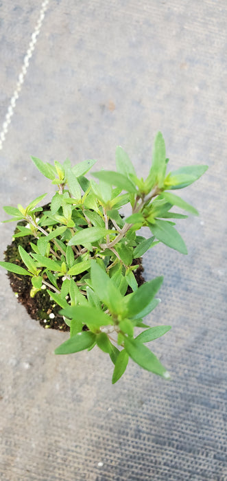 Lemon Mist Thyme