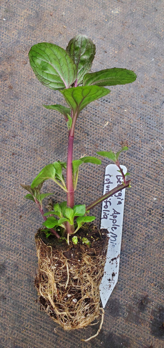 Georgia Apple Mint
