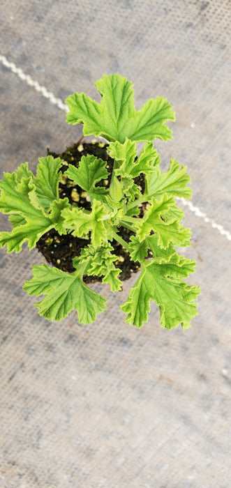 Lemon Meringue Pelargonium Scented Geranium