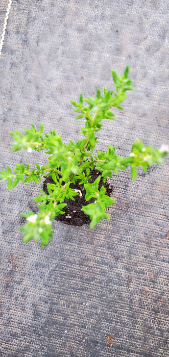 Miniature Narrow Leaf English Thyme plant